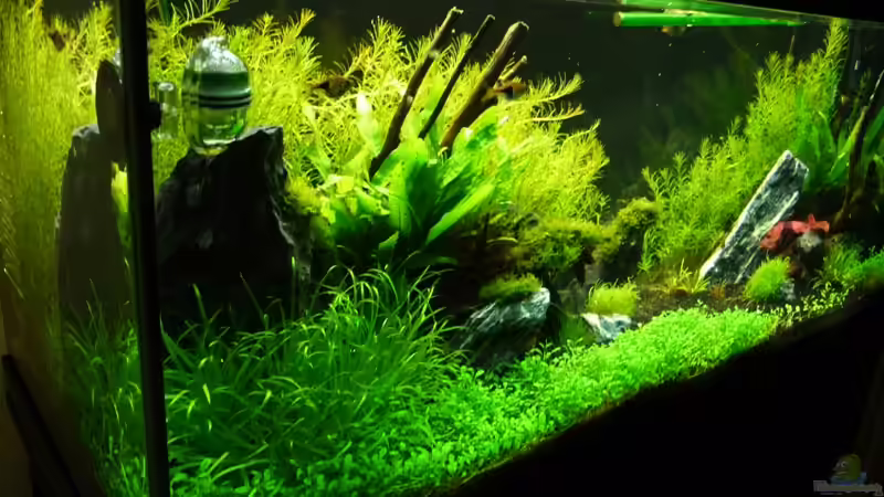 Aquarium Becken 12207 von Thomas Sprenger (6)