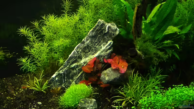 Aquarium Becken 12207 von Thomas Sprenger (8)