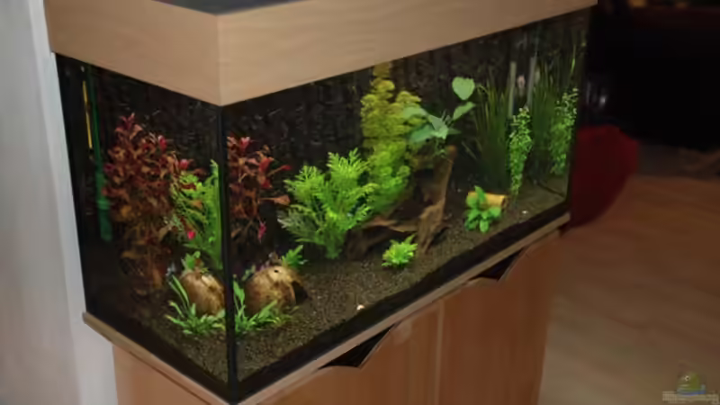 Aquarium Becken 12221 von Birni (4)