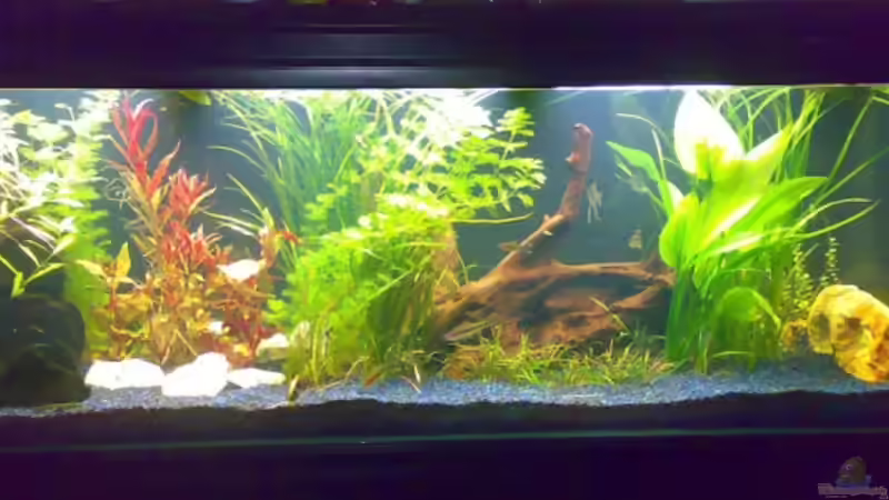 Aquarium Becken 12225 von Marc Steinhauser (2)