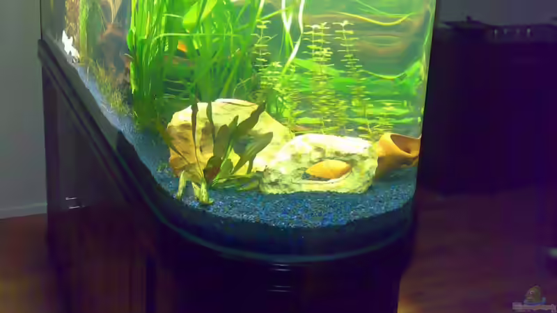 Aquarium Becken 12225 von Marc Steinhauser (3)