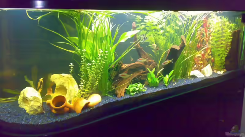 Aquarium Becken 12225 von Marc Steinhauser (4)