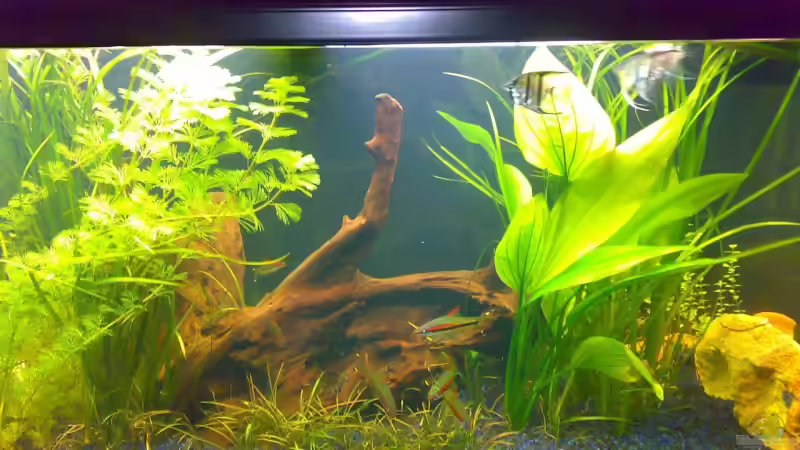 Aquarium Becken 12225 von Marc Steinhauser (5)