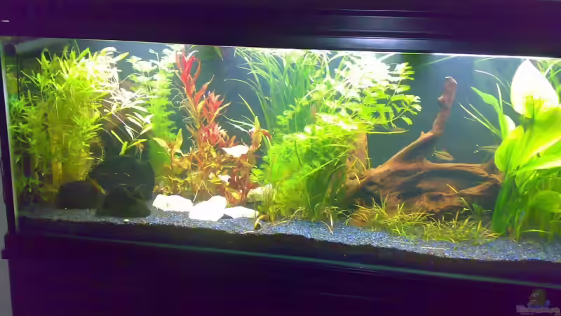 Aquarium Becken 12225 von Marc Steinhauser (6)