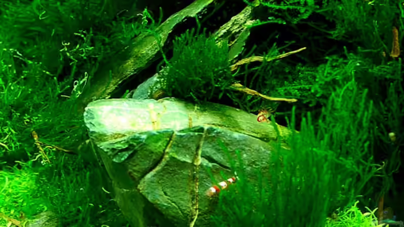 Aquarium Becken 12268 von Jo The Fish (3)