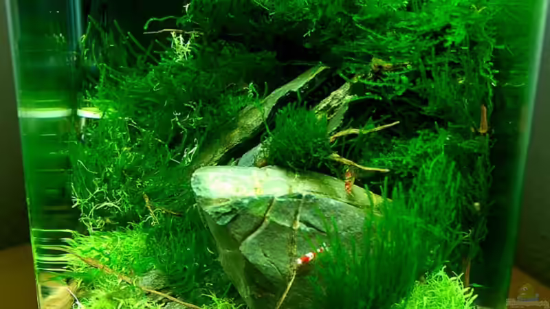 Aquarium Becken 12268 von Jo The Fish (4)