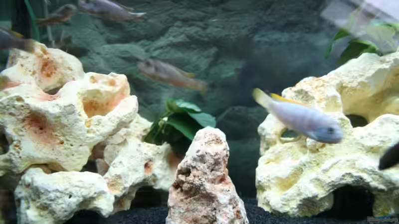 Aquarium Becken 12270 von firetux (3)