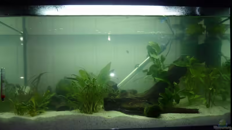 Aquarium Becken 12272 von Sonja (3)