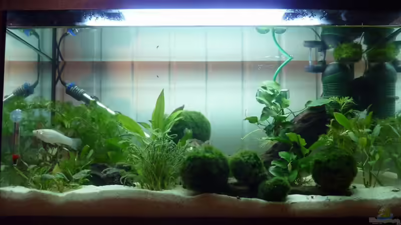 Aquarium Becken 12272 von Sonja (5)