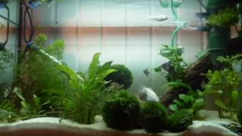 Aquarium Becken 12272 von Sonja (6)