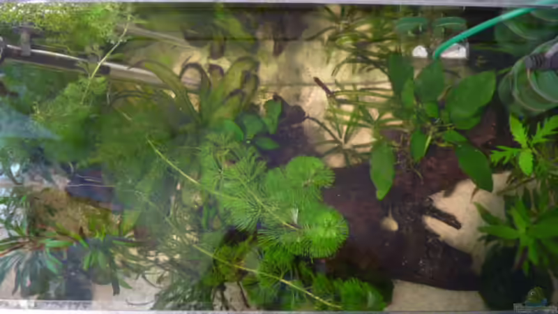 Aquarium Becken 12272 von Sonja (7)