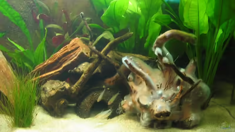 Aquarium Becken 12274 von julchen (7)