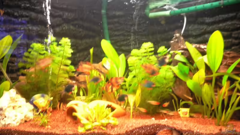 Aquarium Becken 12289 von Nico Echterhoff (3)