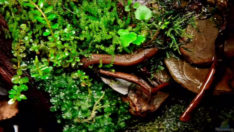 Aquarium Becken 12321 von Jo The Fish (2)