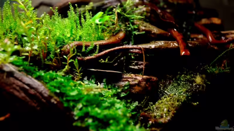 Aquarium Becken 12321 von Jo The Fish (3)