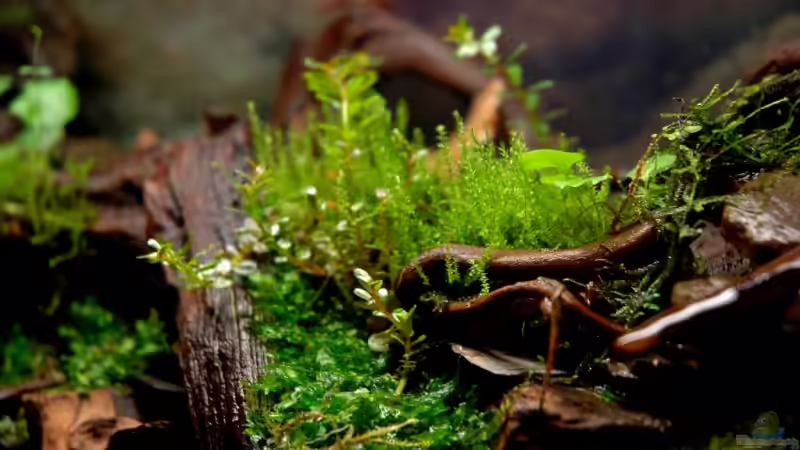 Aquarium Becken 12321 von Jo The Fish (4)