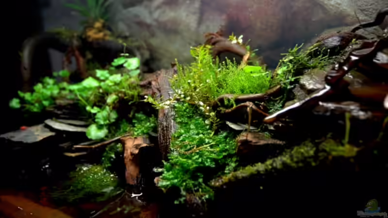 Aquarium Becken 12321 von Jo The Fish (5)