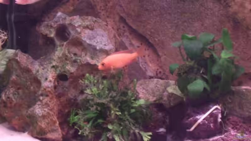 Aquarium Becken 12325 von Wolfgang Eberhard (2)