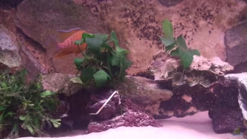 Aquarium Becken 12325 von Wolfgang Eberhard (3)