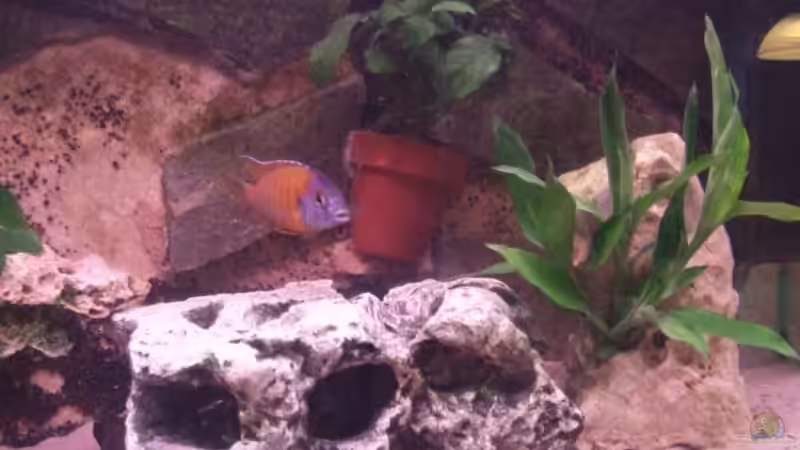 Aquarium Becken 12325 von Wolfgang Eberhard (4)