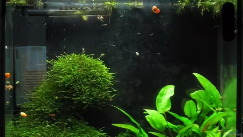 Aquarium Becken 12359 von AbsolutVanilia (3)