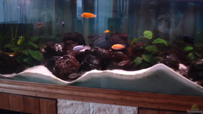 Aquarium Becken 12363 von blitzer (2)