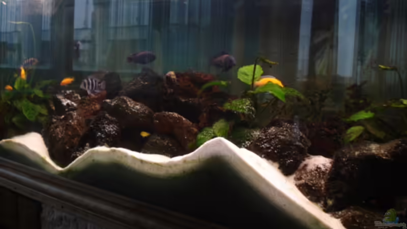 Aquarium Becken 12363 von blitzer (6)