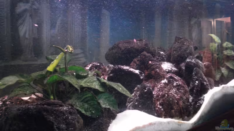 Aquarium Becken 12363 von blitzer (7)