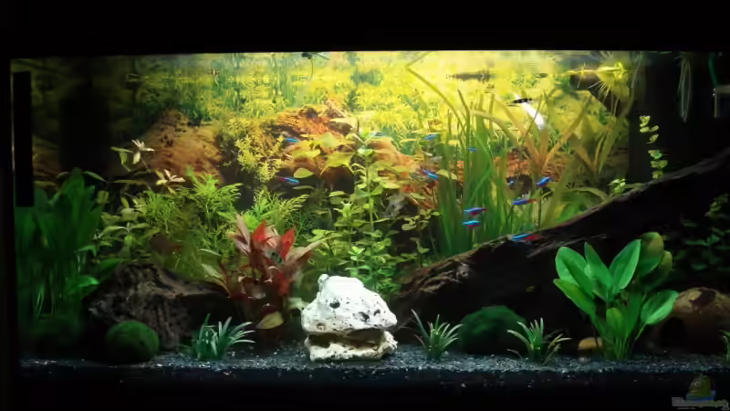 Aquarium Becken 12414 von Michael Lazarus (2)