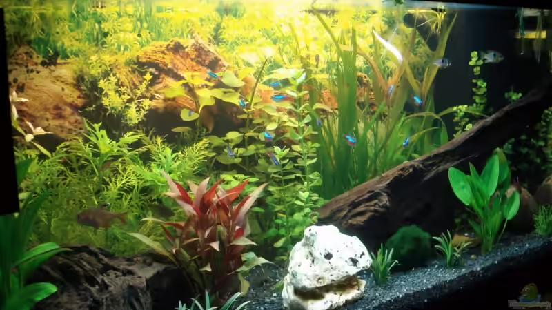 Aquarium Becken 12414 von Michael Lazarus (3)