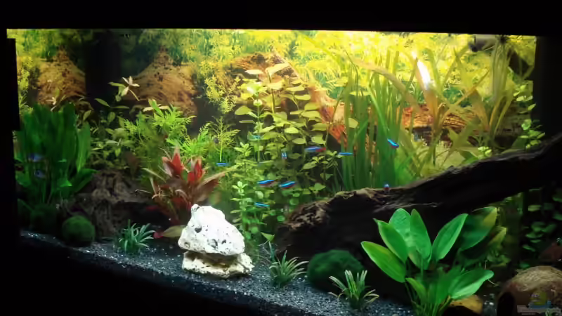 Aquarium Becken 12414 von Michael Lazarus (4)