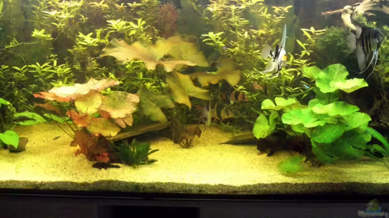 Aquarium Becken 12421 von Hamberger (8)