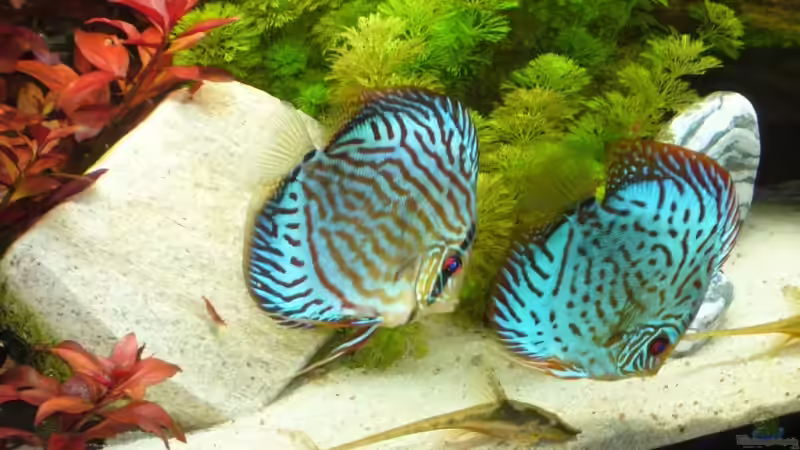 Aquarium Becken 12427 von Martin Pargmann (3)