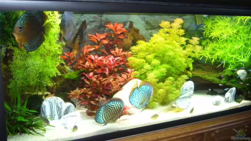 Aquarium Becken 12427 von Martin Pargmann (4)