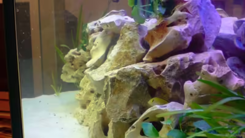 Aquarium Becken 12450 von Julian S. (3)