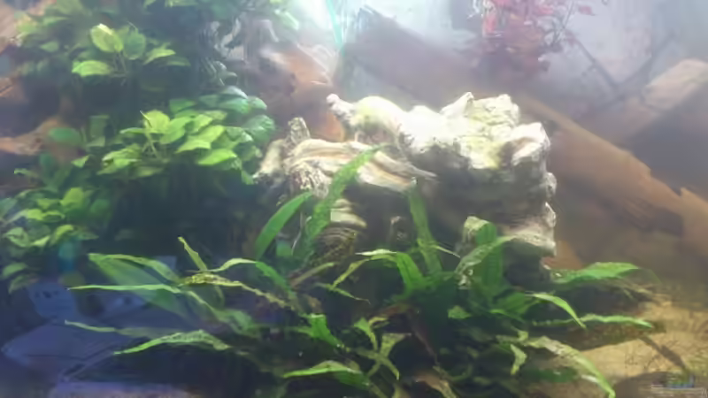 Aquarium Becken 12489 von huigu (4)