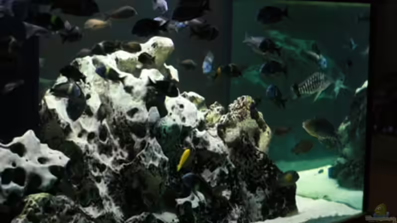 Aquarium Becken 125 von Stefan Glaab (2)