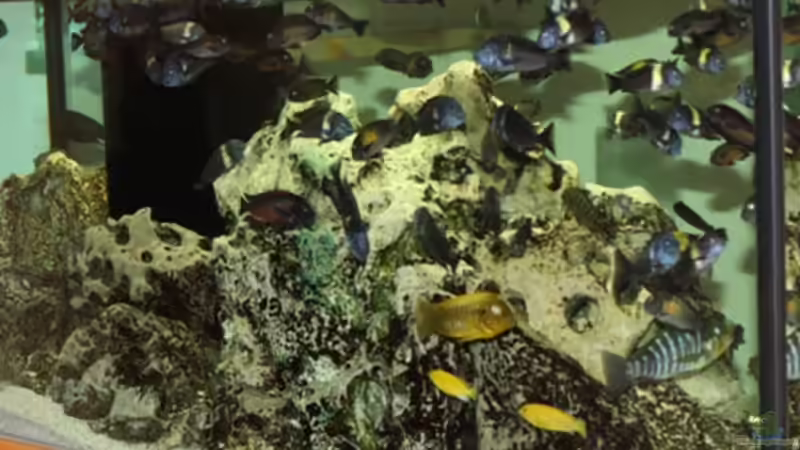 Aquarium Becken 125 von Stefan Glaab (3)