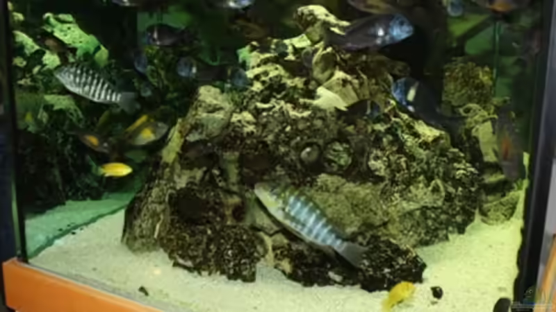 Aquarium Becken 125 von Stefan Glaab (4)