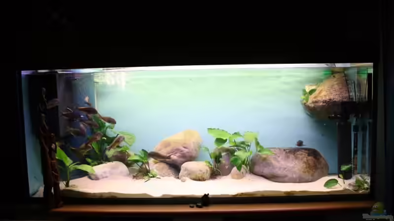 Aquarium Becken 12518 von Marius L. (4)