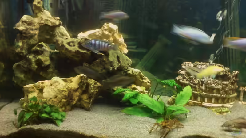 Aquarium Becken 12575 von Pino Macri (2)