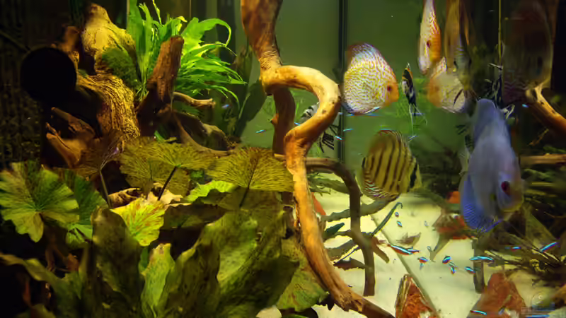 Aquarium Becken 12579 von Franky Lunatic (7)