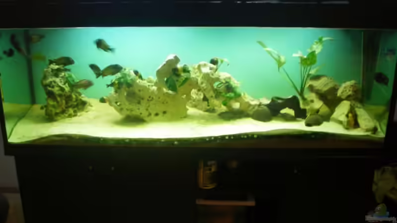 Aquarium Becken 12583 von Manuel Kellauer (2)