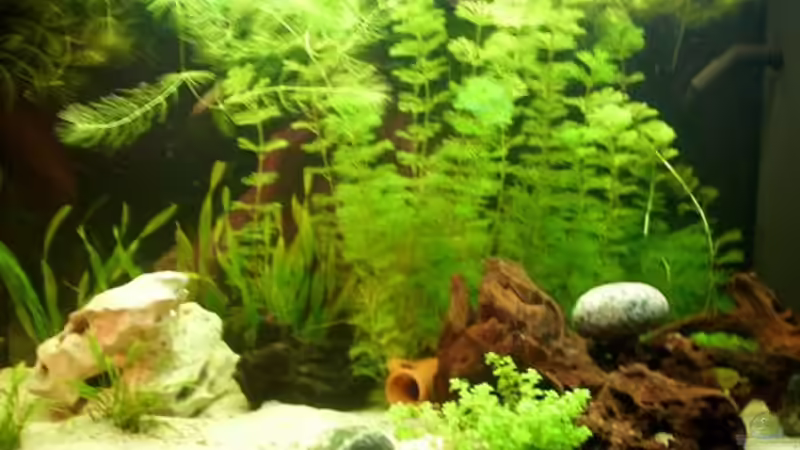 Aquarium Becken 12614 von janwil (2)