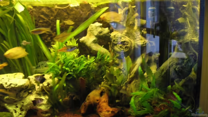 Aquarium Becken 12680 von Mathias Ebert (5)