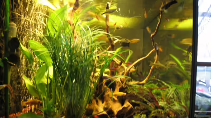 Aquarium Becken 12680 von Mathias Ebert (6)