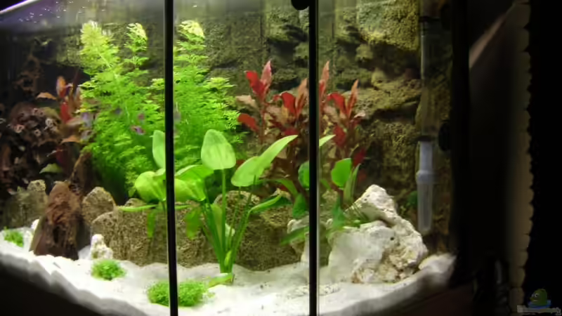 Aquarium Becken 12688 von mick (3)