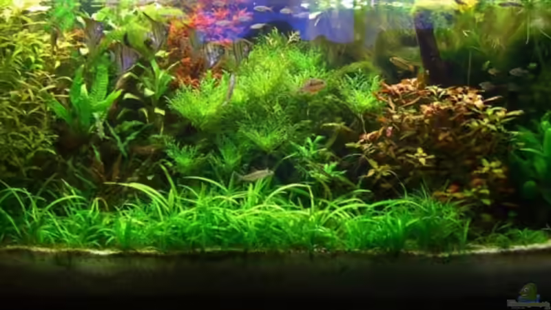 Aquarium Becken 12691 von Schattenherz (2)