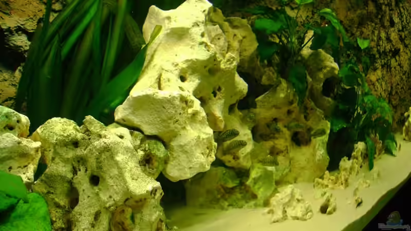 Aquarium Becken 12705 von Shark (4)