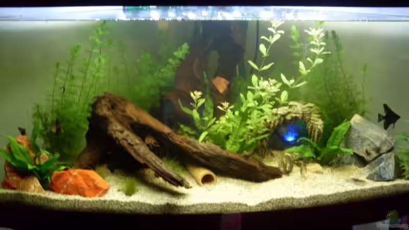 Aquarium Becken 12720 von MicDunDee (2)